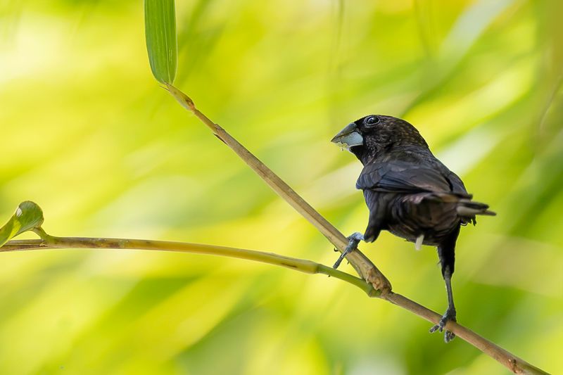 Dusky Munia