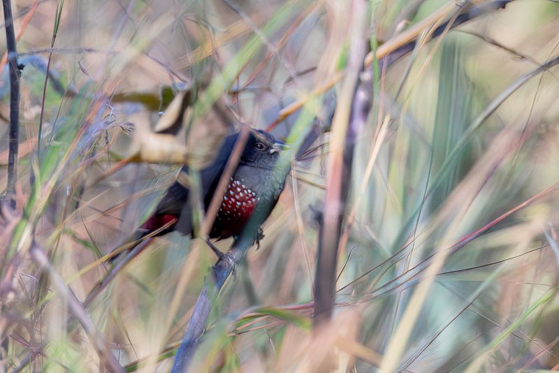Dusky Twinspot
