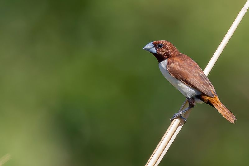 Five-colored Munia