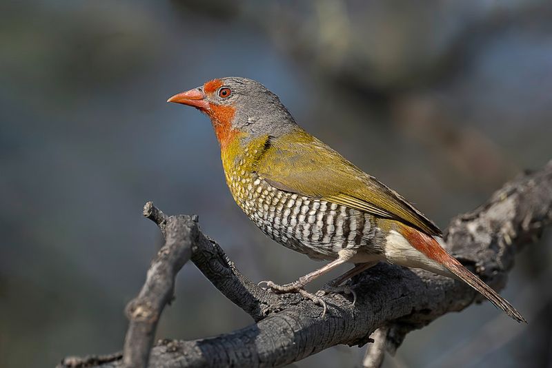 Green-winged Pytilia (m)