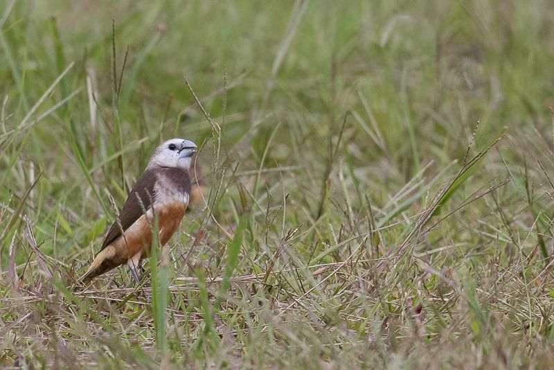 Grey-banded Mannikin