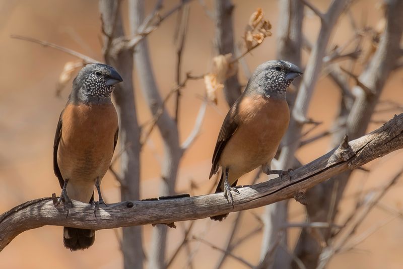 Grey-headed Silverbill
