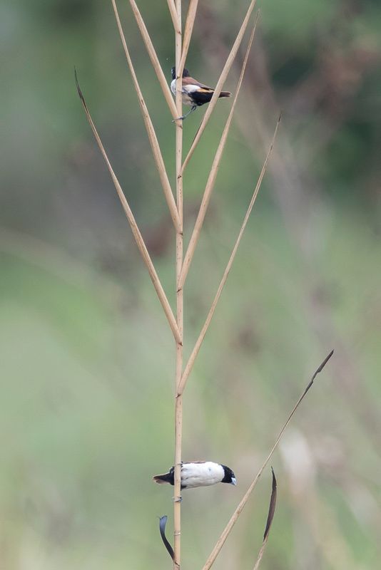 Hooded Mannikin