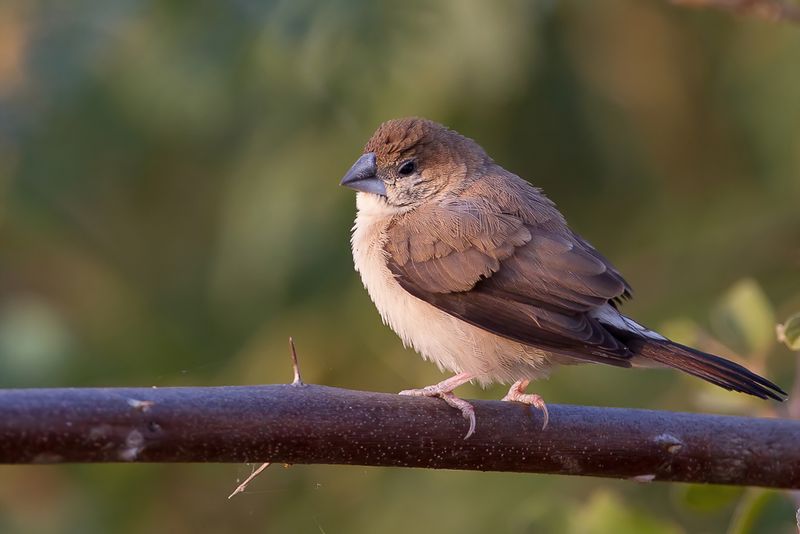 Indian Silverbill