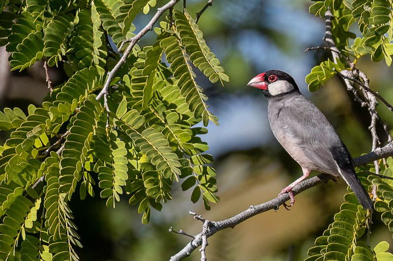 Java Sparrow
