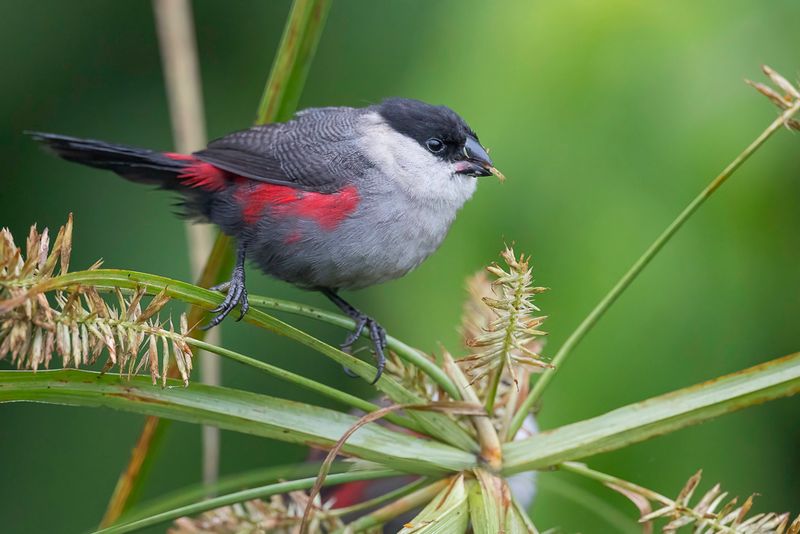 Kandt's Waxbill