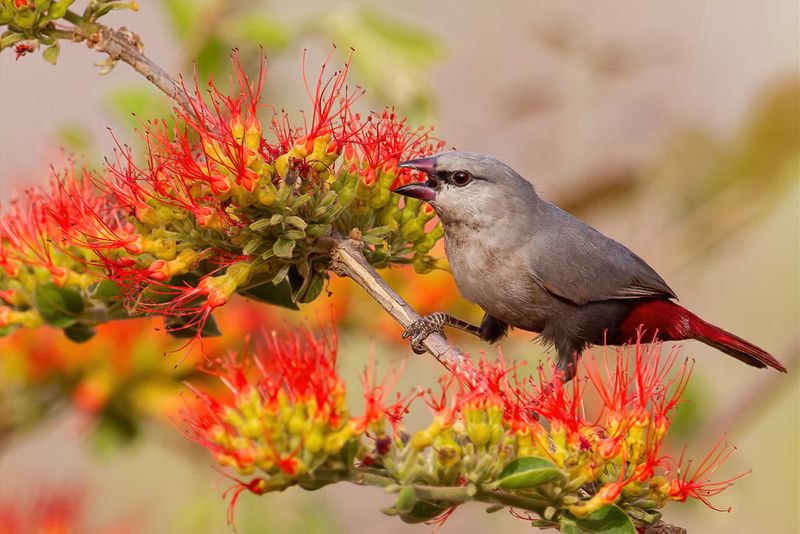 Lavender Waxbill