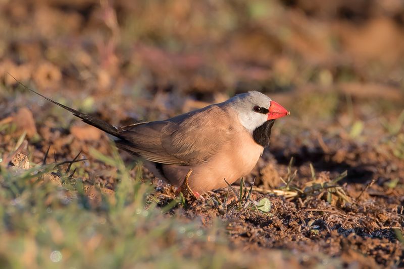 Long-tailed Finch