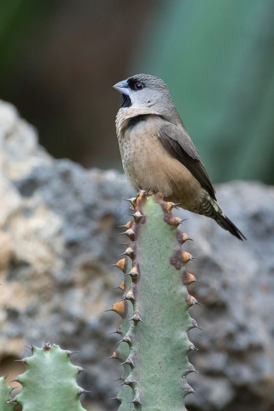 Madagascar Mannikin