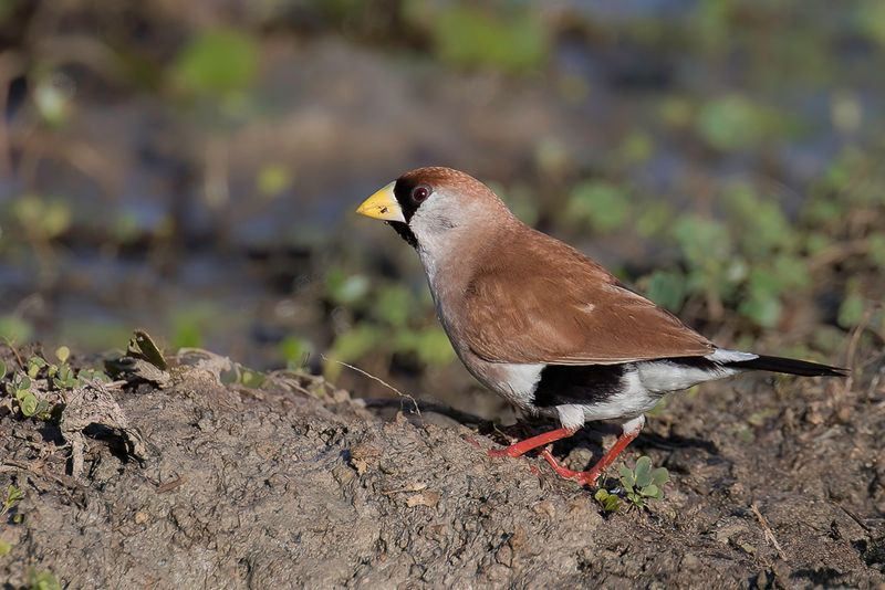 Masked Finch