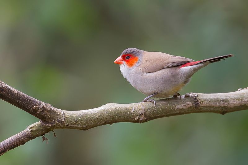 Orange-cheeked Waxbill