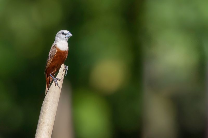 Pale-headed Munia