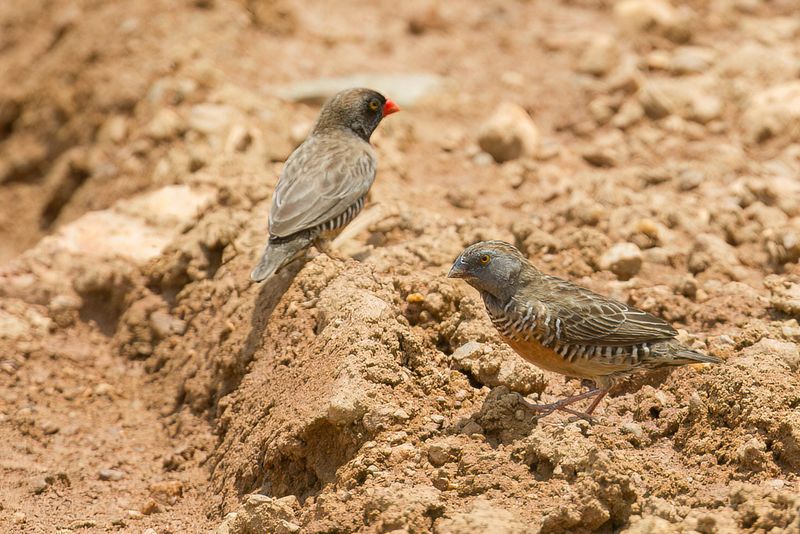 Quailfinch (f+m)