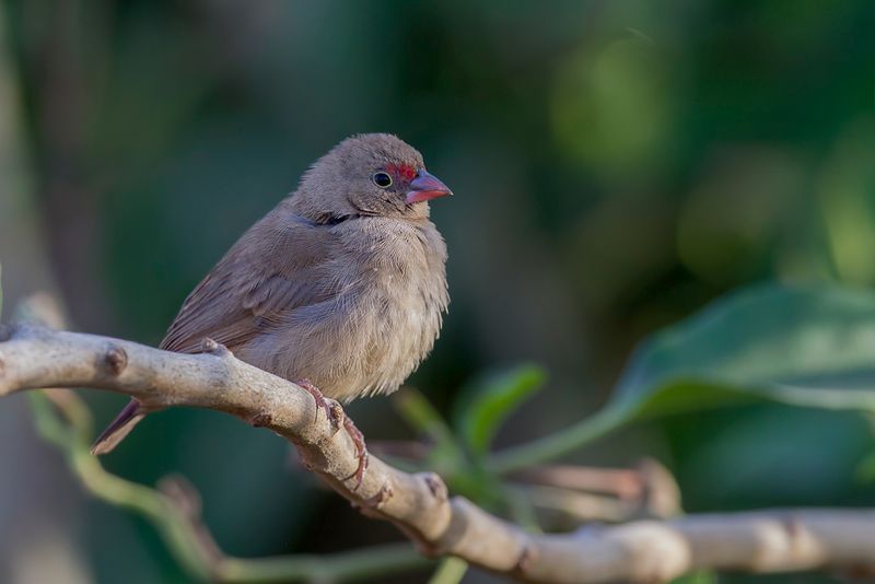 Red-billed Firefinch (f)