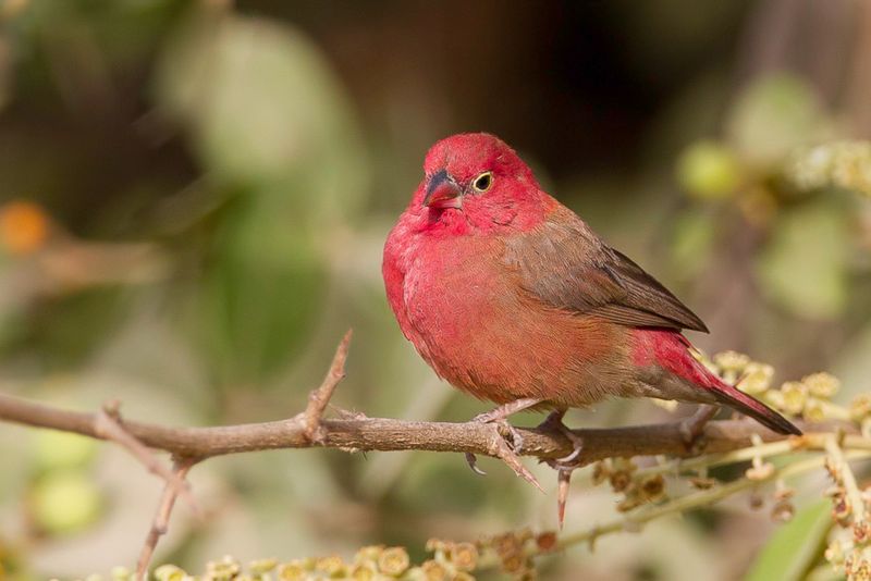 Red-billed Firefinch (m)