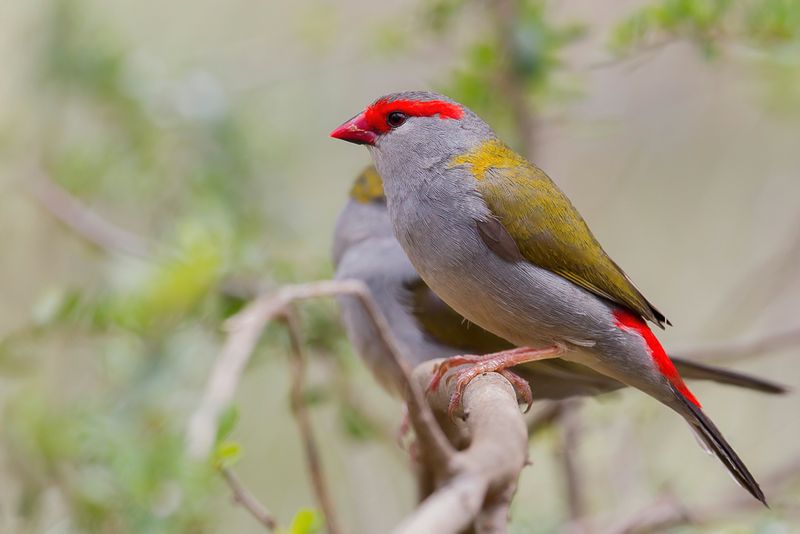 Red-browed Finch