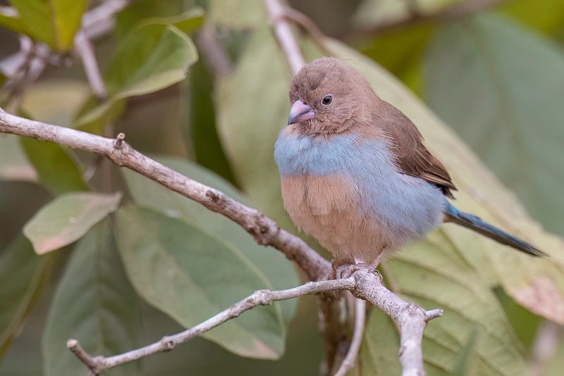 Red-cheeked Cordon-bleu (f)