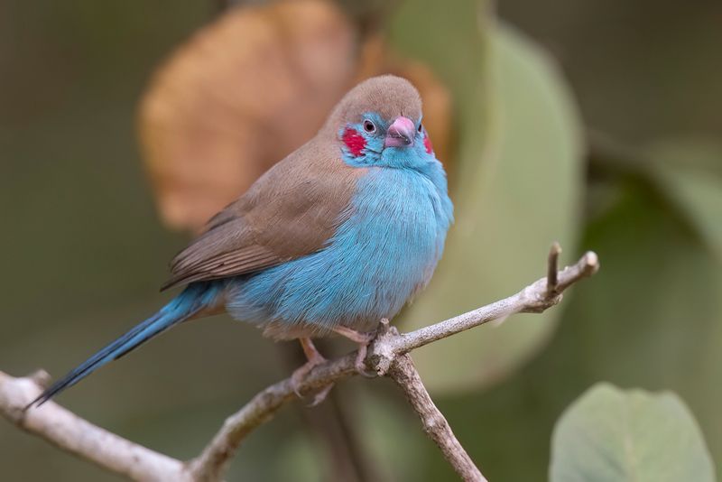 Red-cheeked Cordon-bleu (m)
