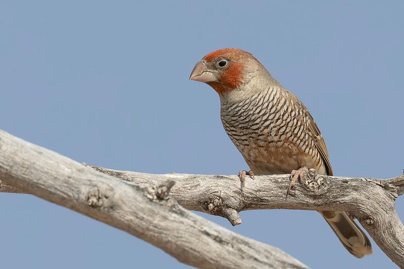 Red-headed Finch