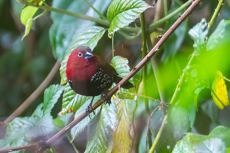 Red-throated Twinspot (m)
