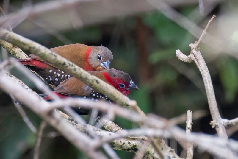 Red-throated Twinspot (m+f)
