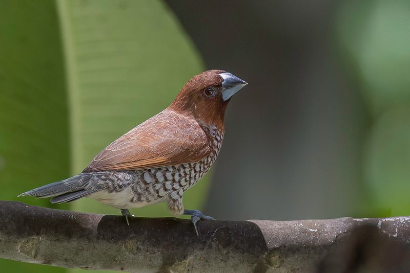 Scaly-breasted Munia
