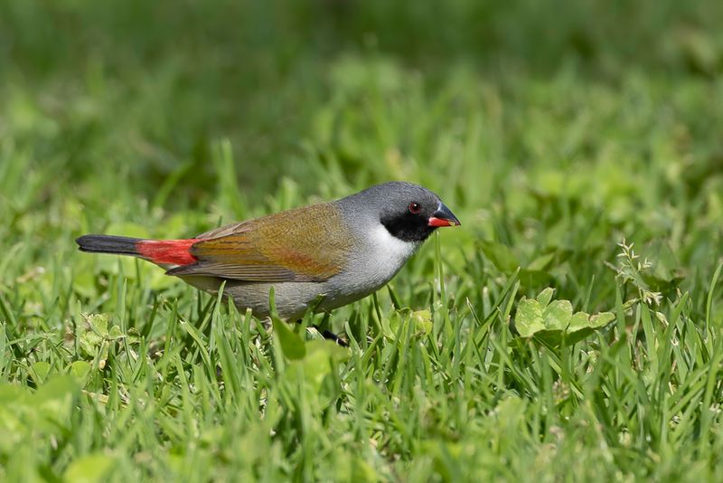 Swee Waxbill  (m)
