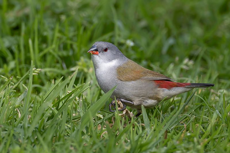 Swee Waxbill (f)