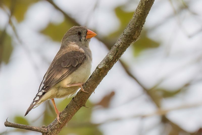 Zebra Finch (f)