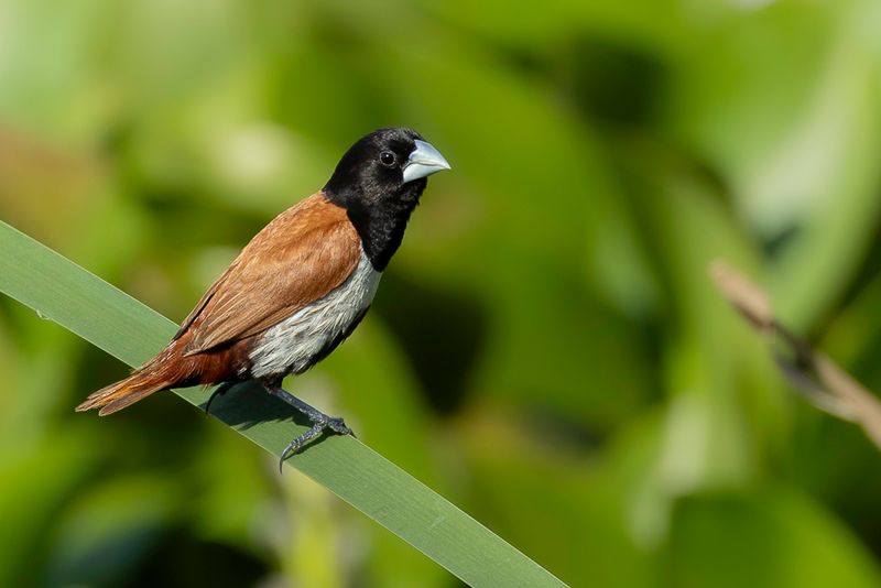 Tricolored Munia
