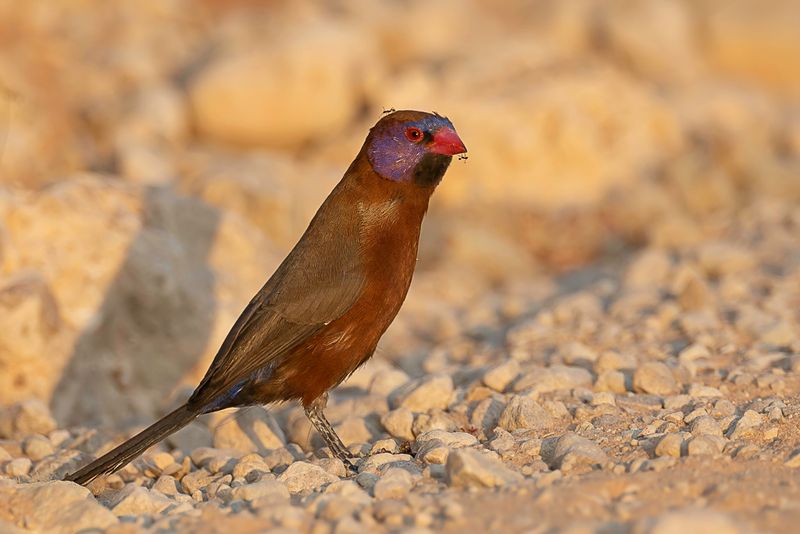 Violet-eared Waxbill (m)