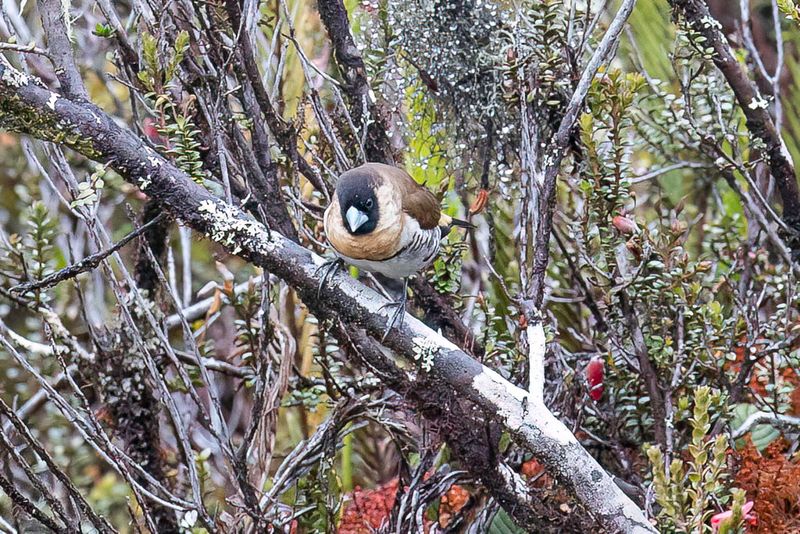 Western Alpine Mannikin