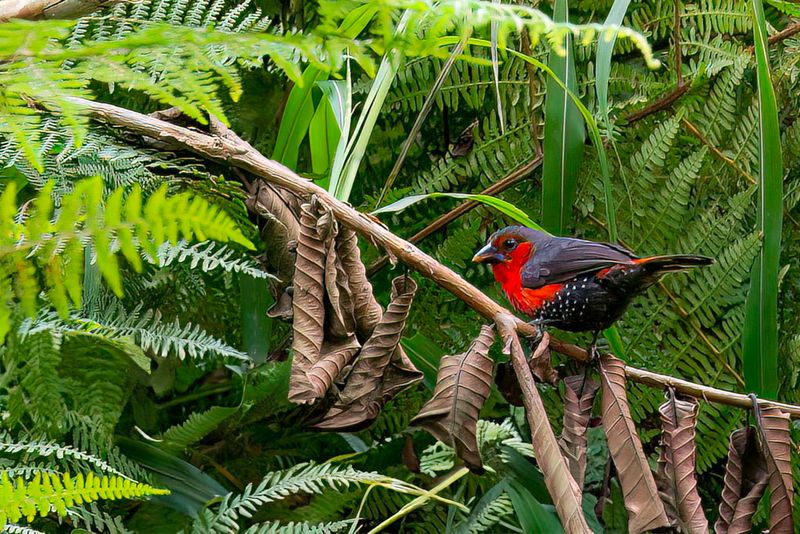Western Bluebill (f)