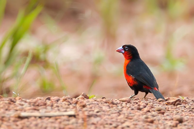 Western Bluebill (m)