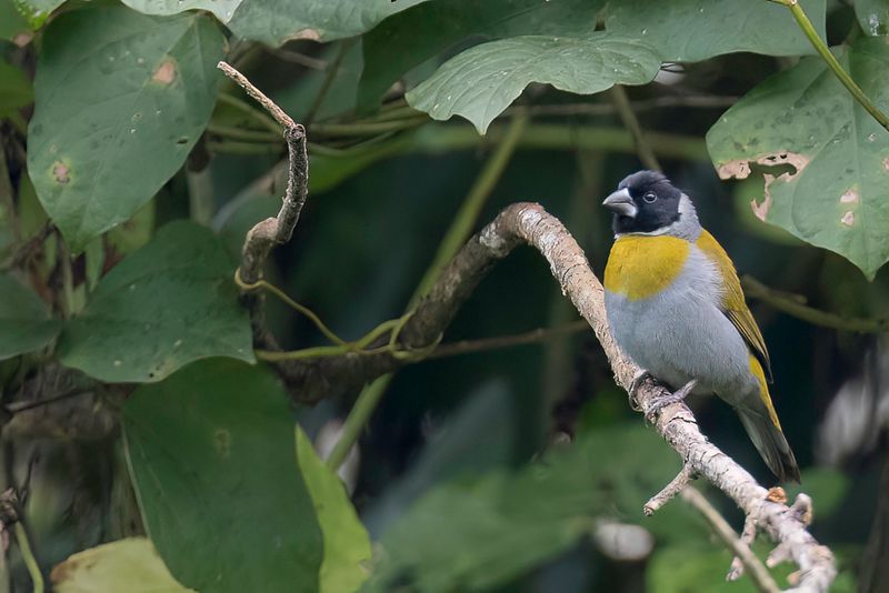 White-collared Oliveback