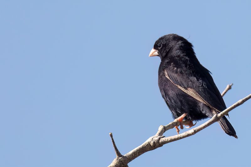 Dusky Indigobird