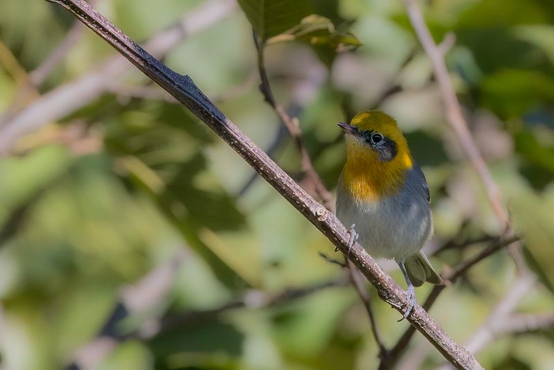 229 Peucedramidae - Olive Warbler