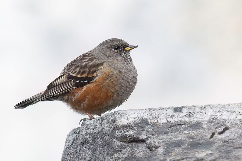 Alpine Accentor