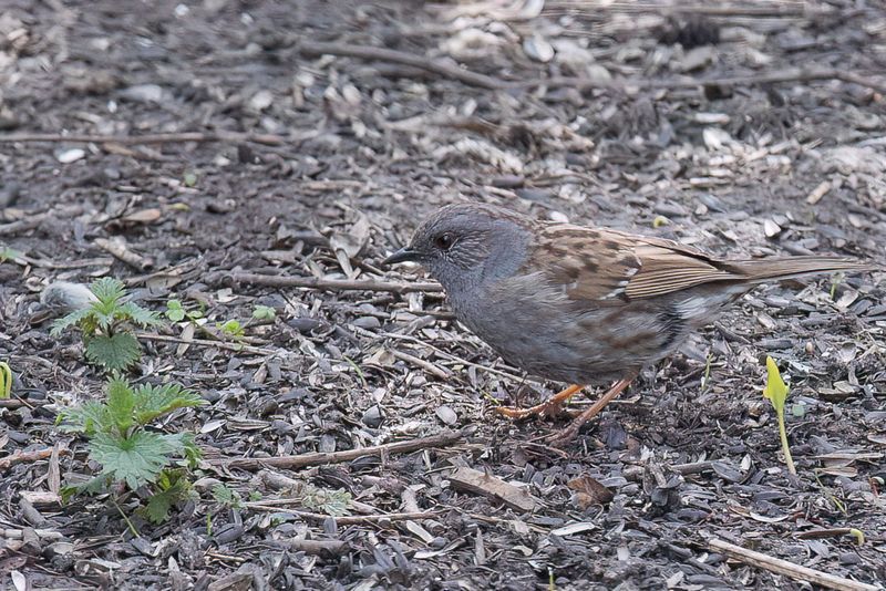 Dunnock