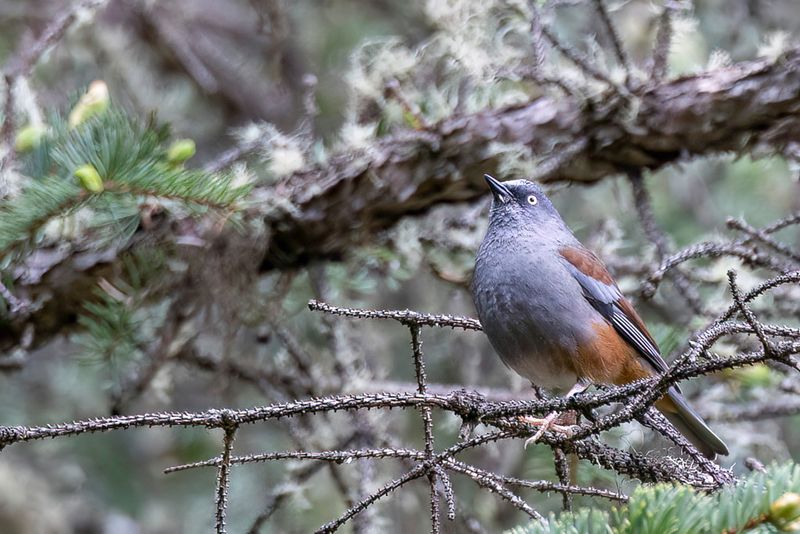 Maroon-backed Accentor