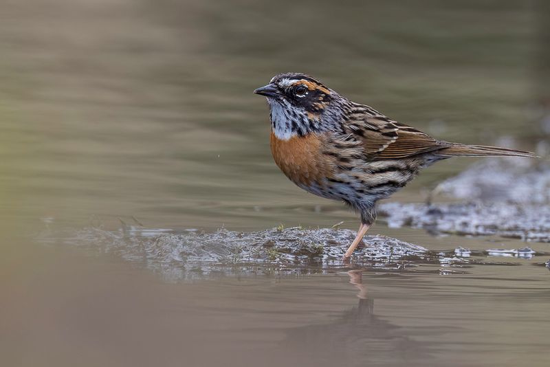 234 Prunellidae - Accentors