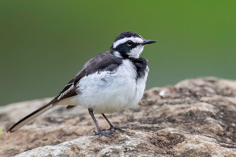 African Pied Wagtail