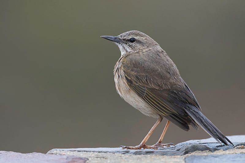 African Rock Pipit
