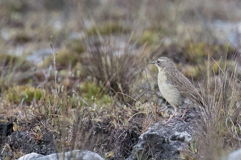 Alpine Pipit