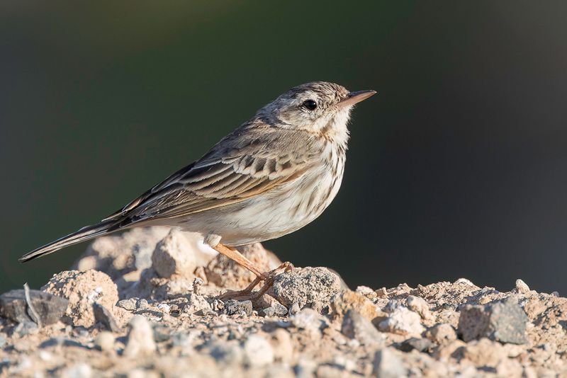 Berthelot's Pipit