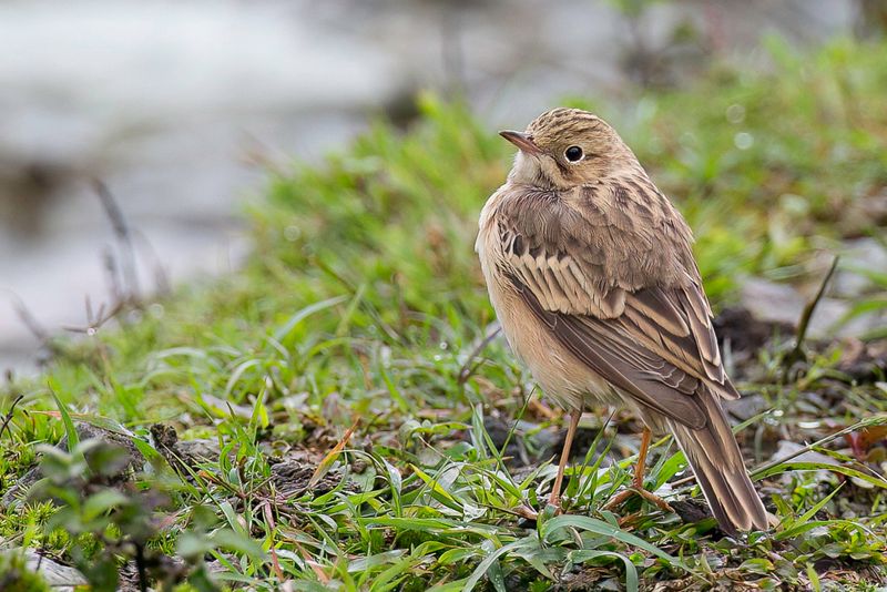 Blyth's Pipit