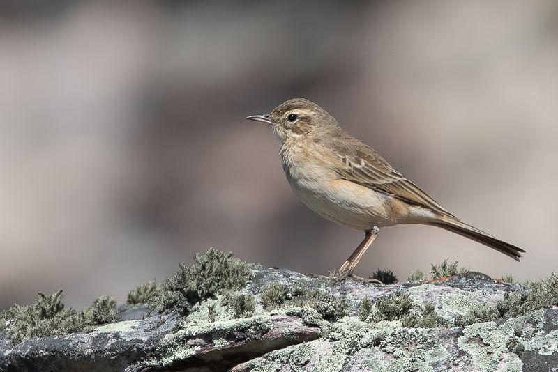 Buffy Pipit
