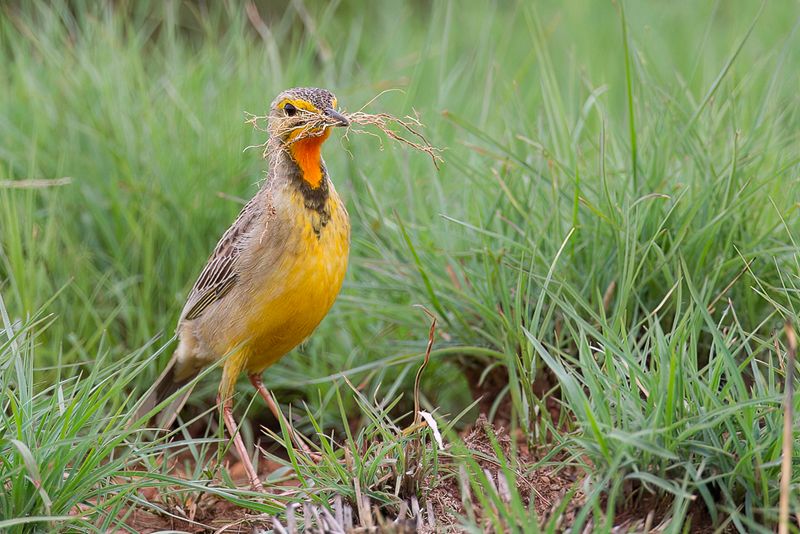 Cape Longclaw