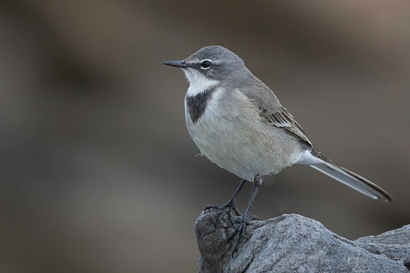 Cape Wagtail