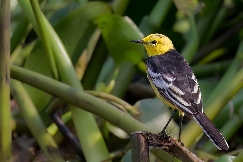 Citrine Wagtail